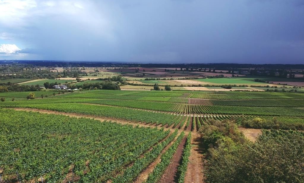 Weingut Stenner_Weinberge, © Weingut Stenner