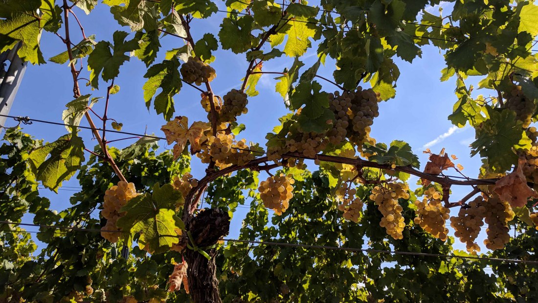 Weingut Mertz_Weinreben, © Weingut Mertz