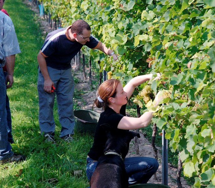 Weingut Lamberth_Weinlese, © Weingut Lamberth