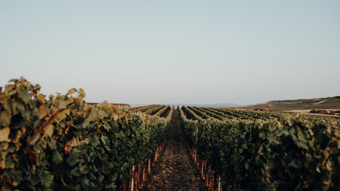 Weingut Bernhard_Weinreben, © Ines Barwig