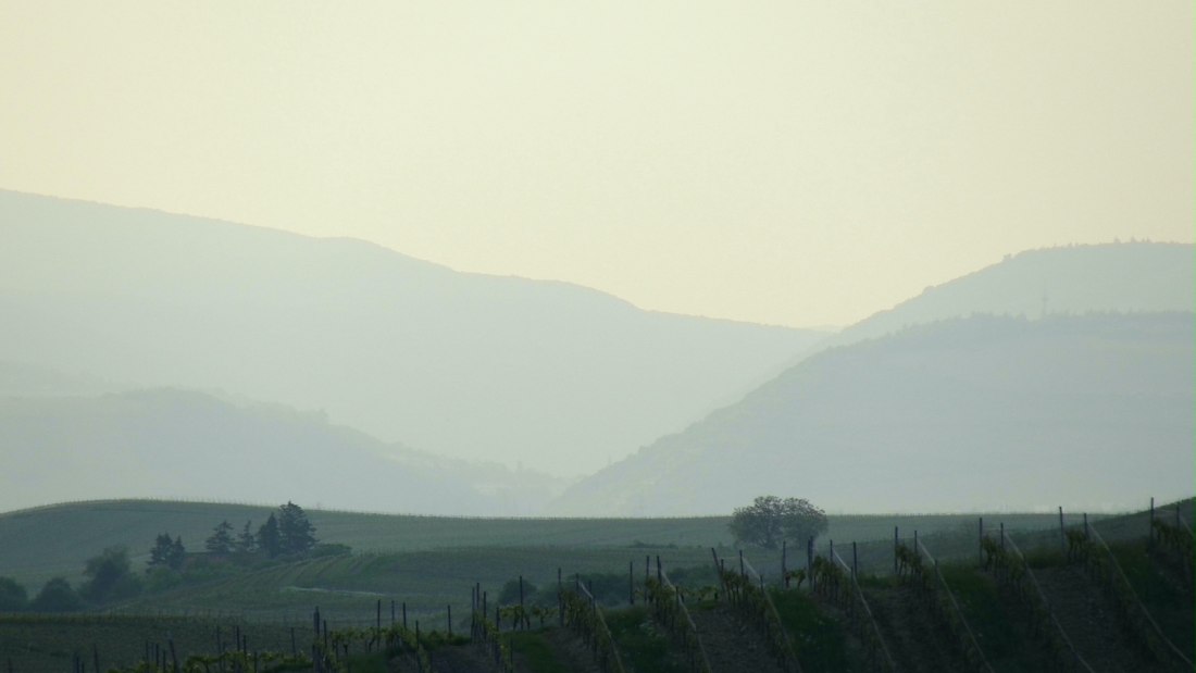 Weingut Schottenhof_Weinberge, © Weingut Schottenhof