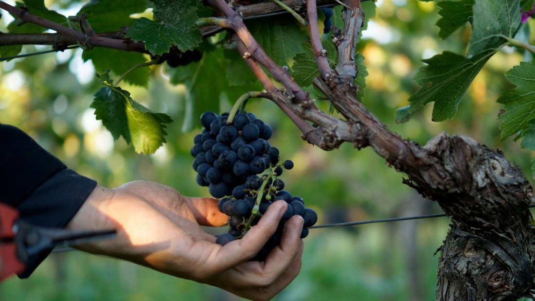 Weingut Eppelmann_Trauben, © Weingut Eppelmann