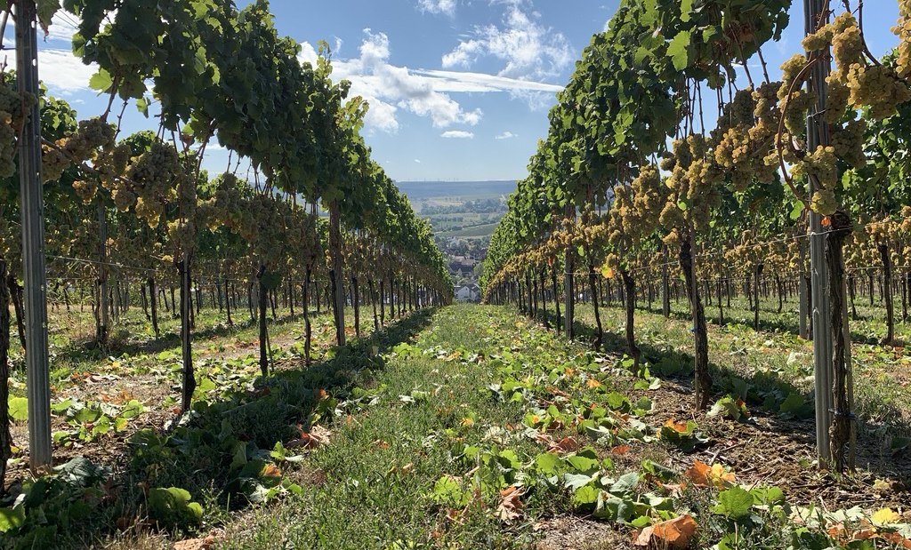 Weingut Kruppenbacher_Weinreben, © Weingut Kruppenbacher