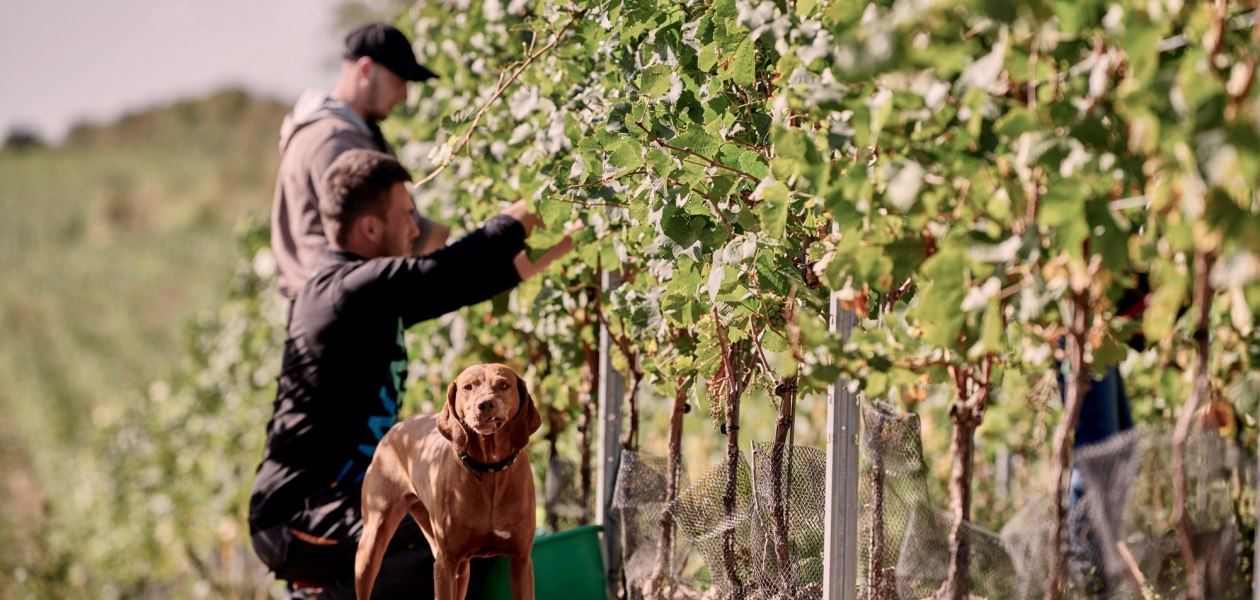 Weingut Sander_Laika bei der Arbeit, © Weingut Sander