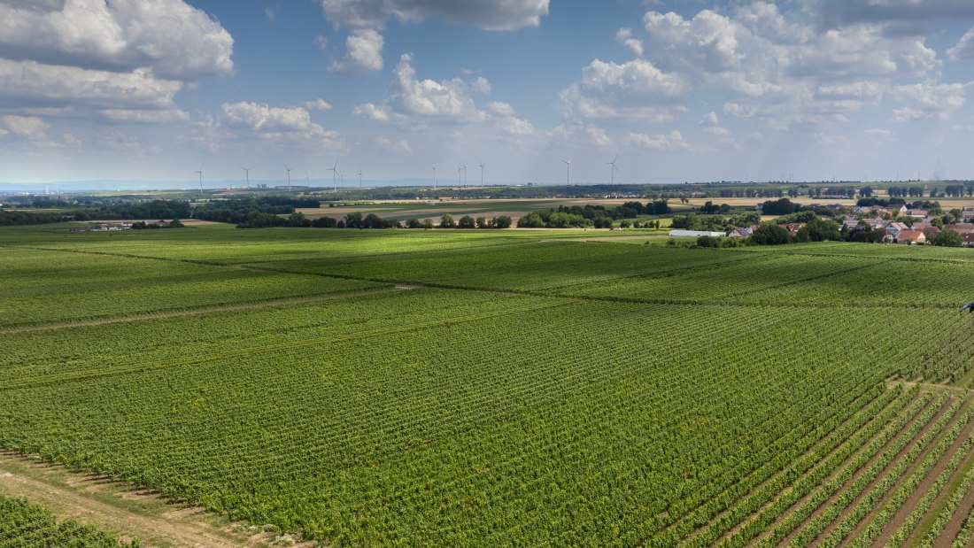 Gundheimer Hungerbiene, © Rheinhessenwein e.V., Torsten Silz