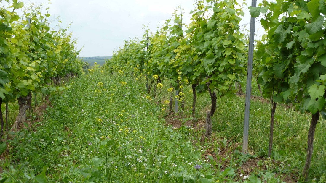 Weingut Pfleger_Weinberg, © Weingut Pfleger