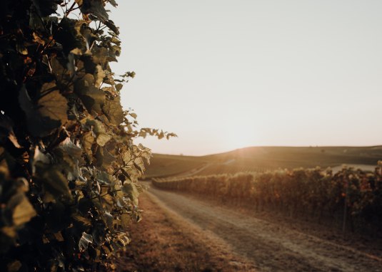 Weingut Bernhard_Weinreben Sonnenuntergang © Ines Barwig