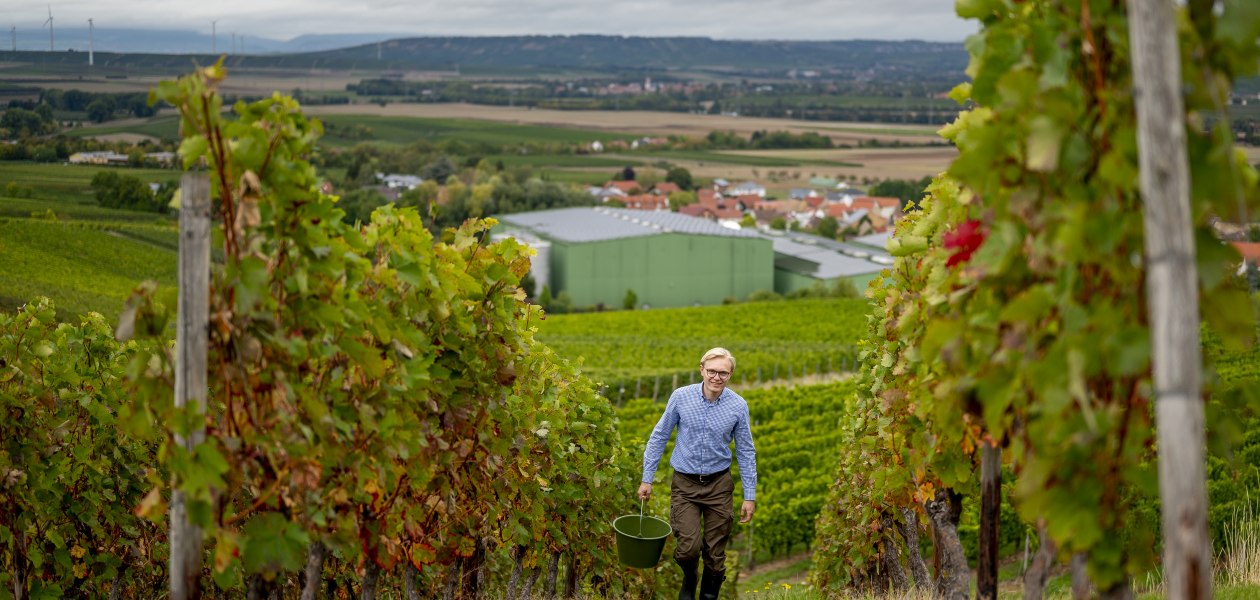 J. Trautwein feine Weine_Reben, © Fotografie Torsten Silz