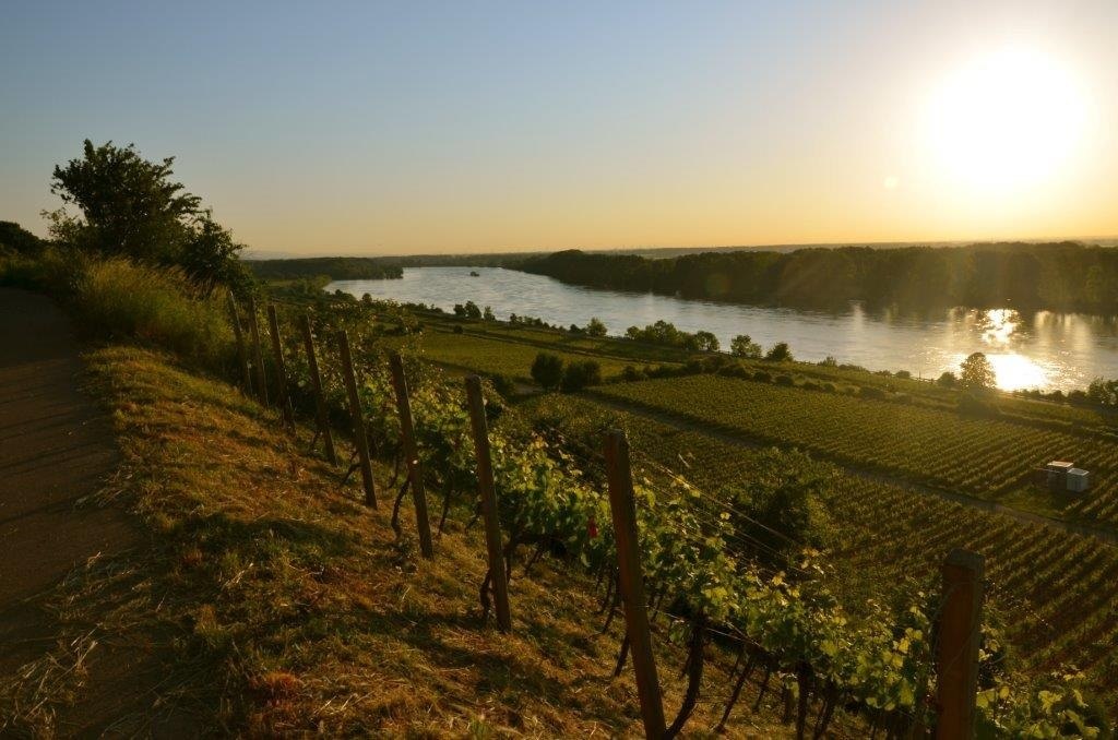 Weingut Eimermann - Domtalhof_Roter Hang, © Weingut Eimermann - Domtalhof