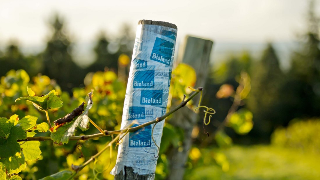 weingut-gaenz-bioland-pfahl, © Weingut Gänz