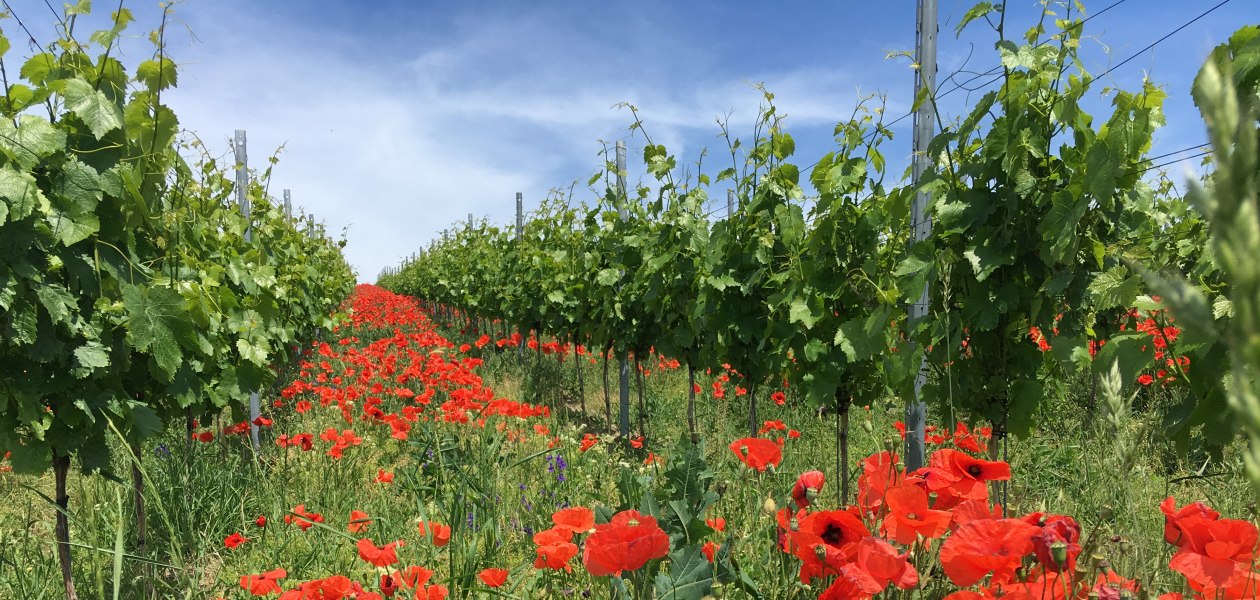 IMG_3037_Klatschmohn, © Weingut Abthof