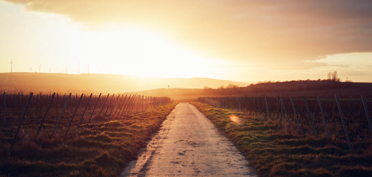 Weingut Becker_Reben, © Peter Bender