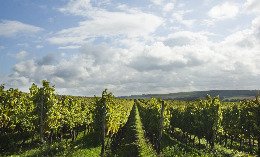 Weingut Schuck Sonnenhof_Weinreben, © Weingut Schuck Sonnenhof