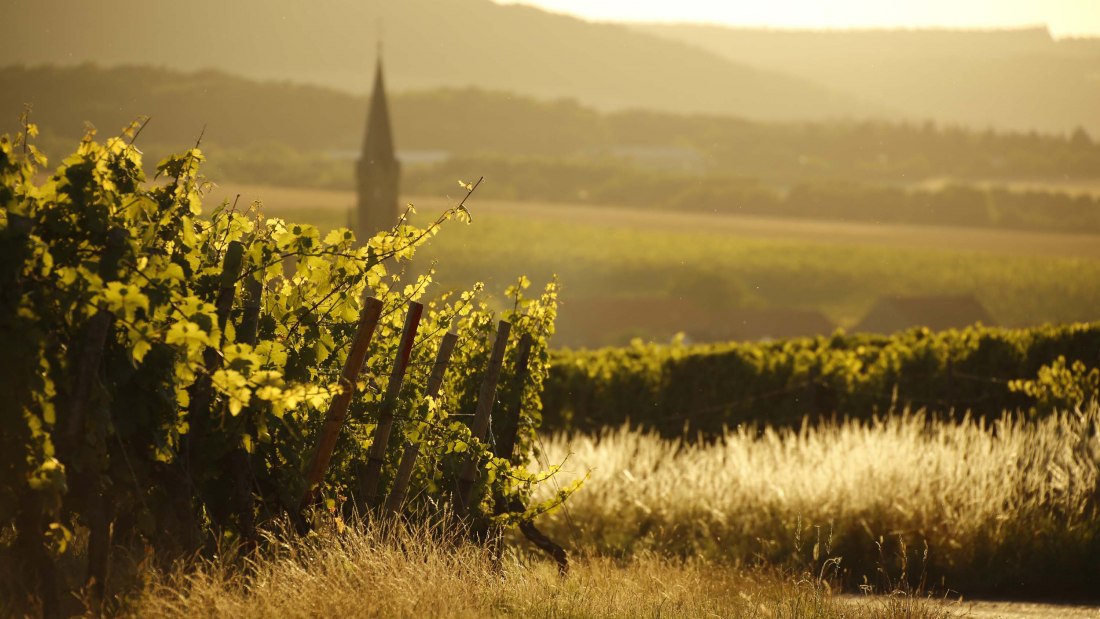 Weingut Steitz_Stein-Bockenheim, © Weingut Steitz