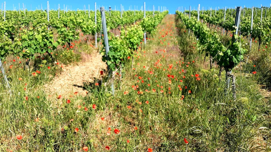 Weingut Keßler_Weinberg, © Weingut Keßler