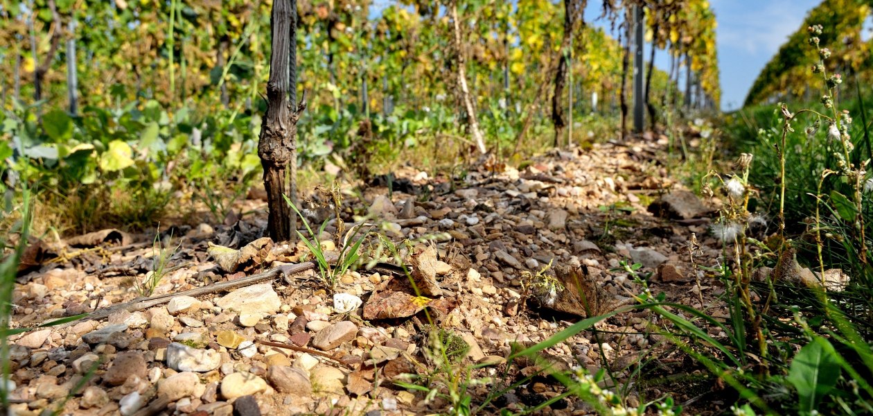 Weingut Müsel_Weinreben