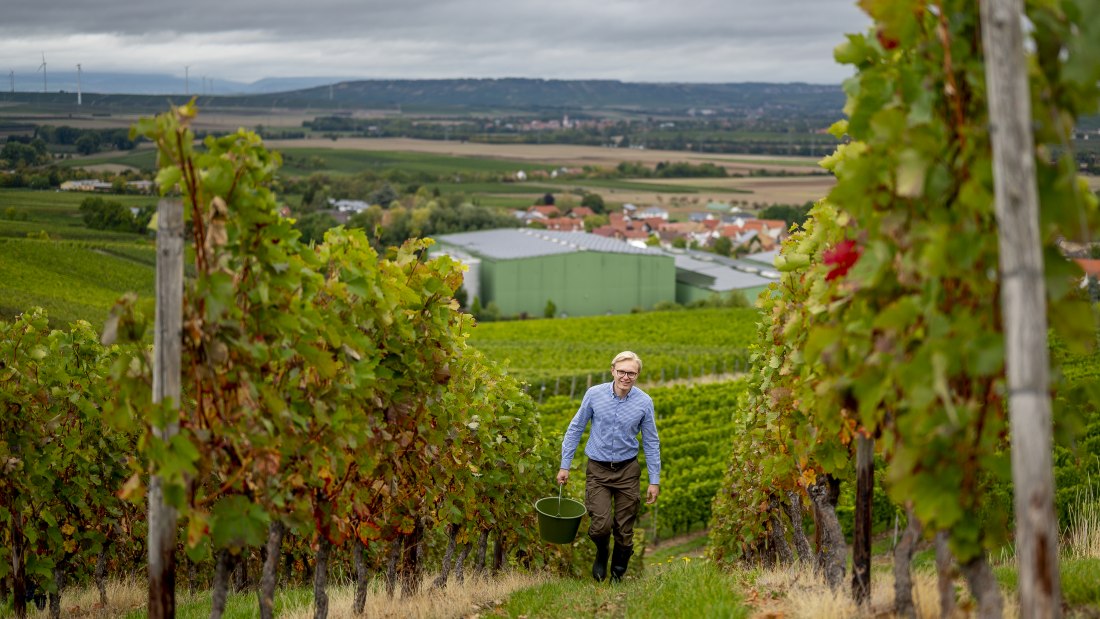 J. Trautwein feine Weine_Reben, © Fotografie Torsten Silz