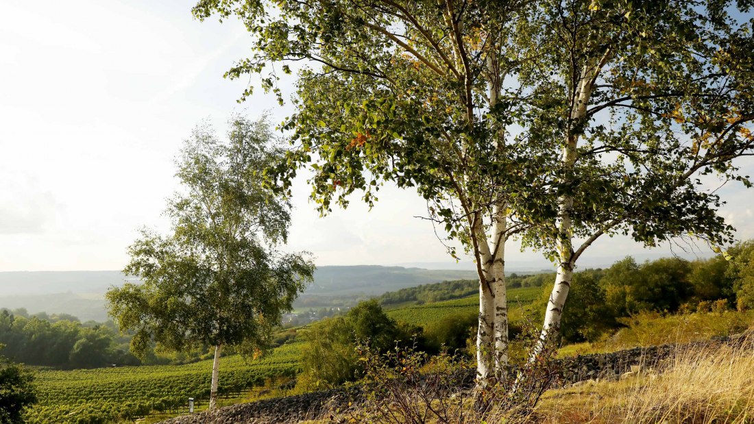 Weingut Steitz_Goldenes Horn, © Weingut Steitz