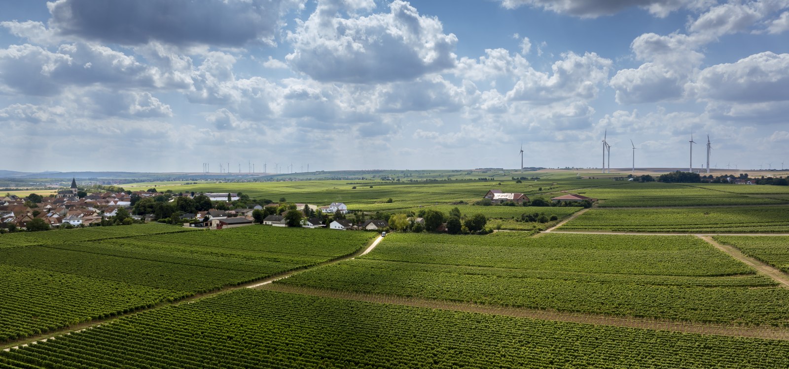 Gundheimer Hungerbiene, © Rheinhessenwein e.V., Torsten Silz