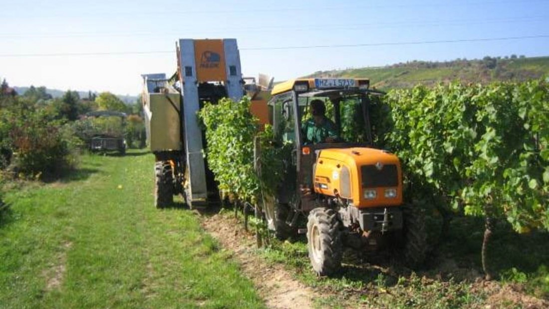 Weingut Heise am Kranzberg_Weinlese, © Weingut Heise am Kranzberg