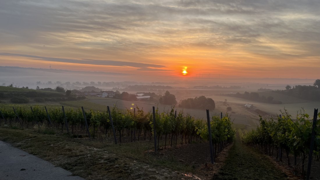 Bio Weingut Hellmich_Weinberge, © Bio Weingut Hellmich