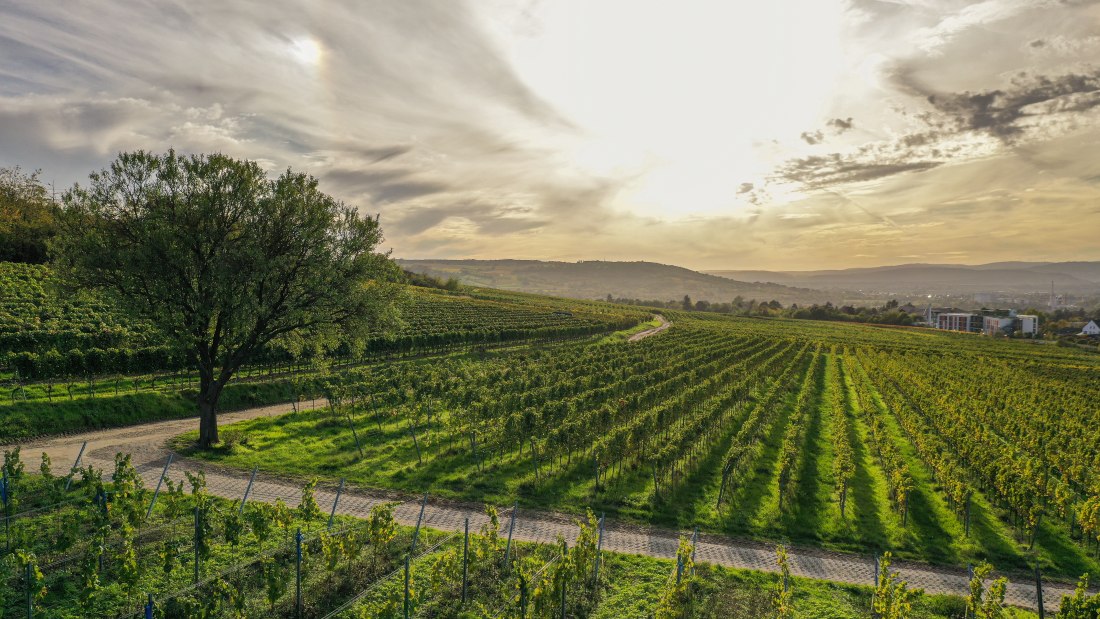 Ökoweingut Arndt F. Werner_Lottenstueck, © Ökoweingut Arndt F. Werner