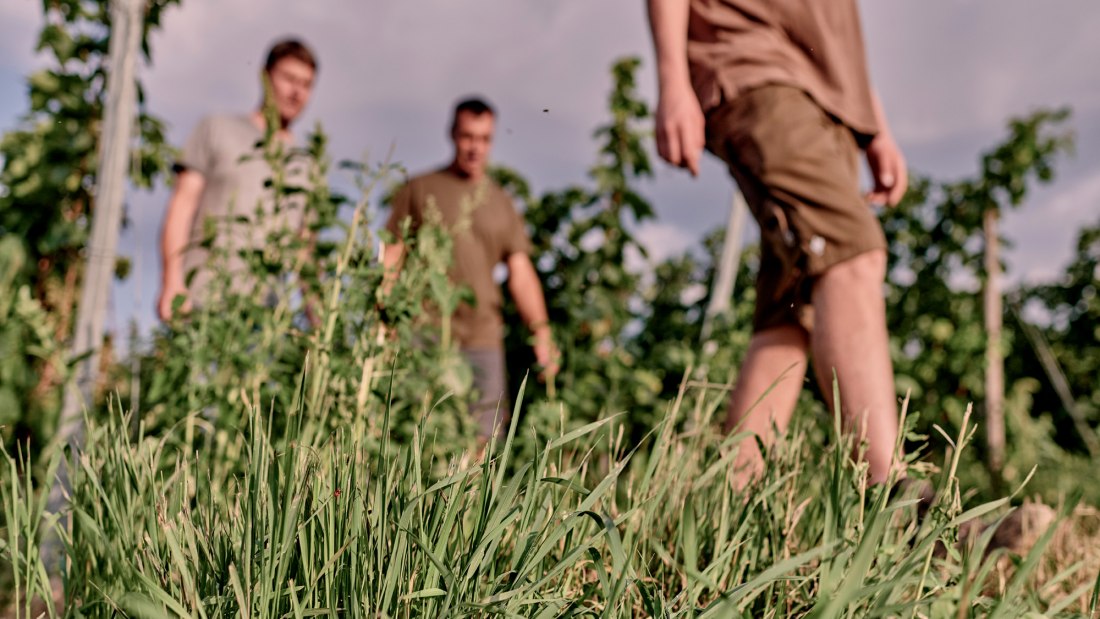 Weingut Sander_Kontrollgang durch den Weinberg, © Weingut Sander