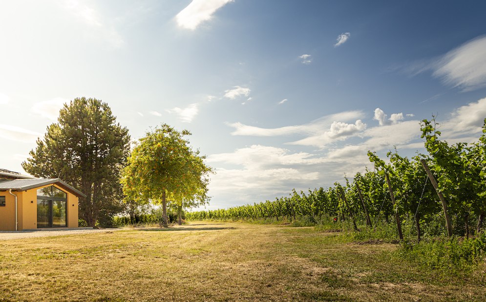 Weingut Schottenhof_Außen, © Weingut Schottenhof