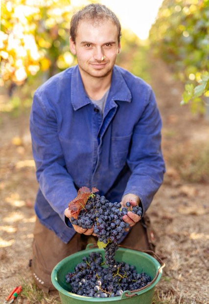 Weingut Eckert_Trauben, © Weingut Eckert