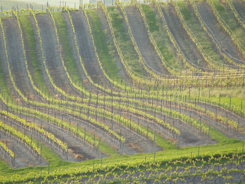 Weingut Schottenhof_Weinreben, © Weingut Schottenhof