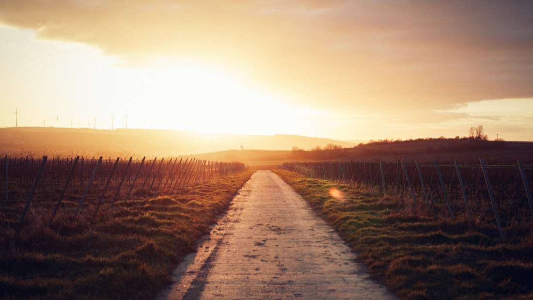 Weingut Becker_Reben, © Peter Bender