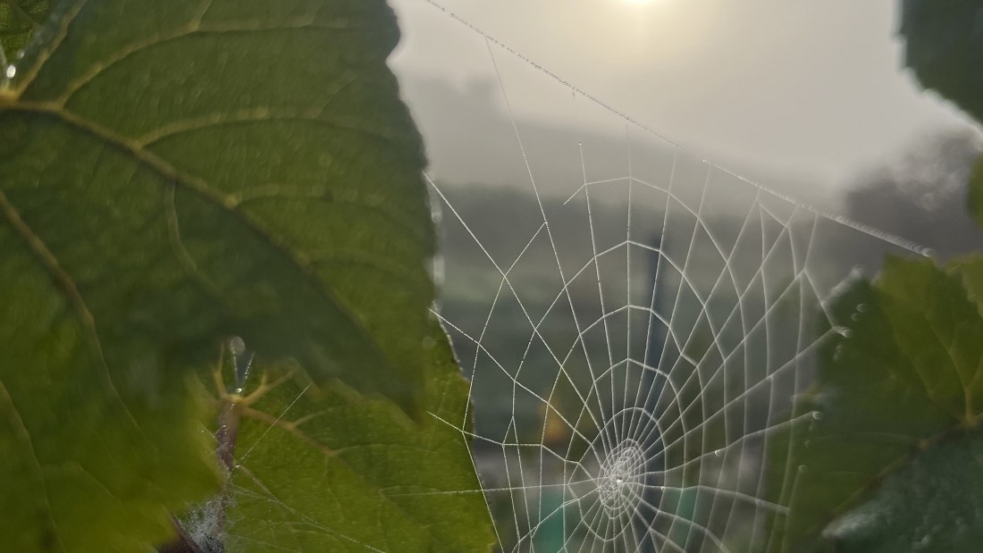 Bio Weingut Hellmich_Spinnennetz Weinblatt, © Bio Weingut Hellmich