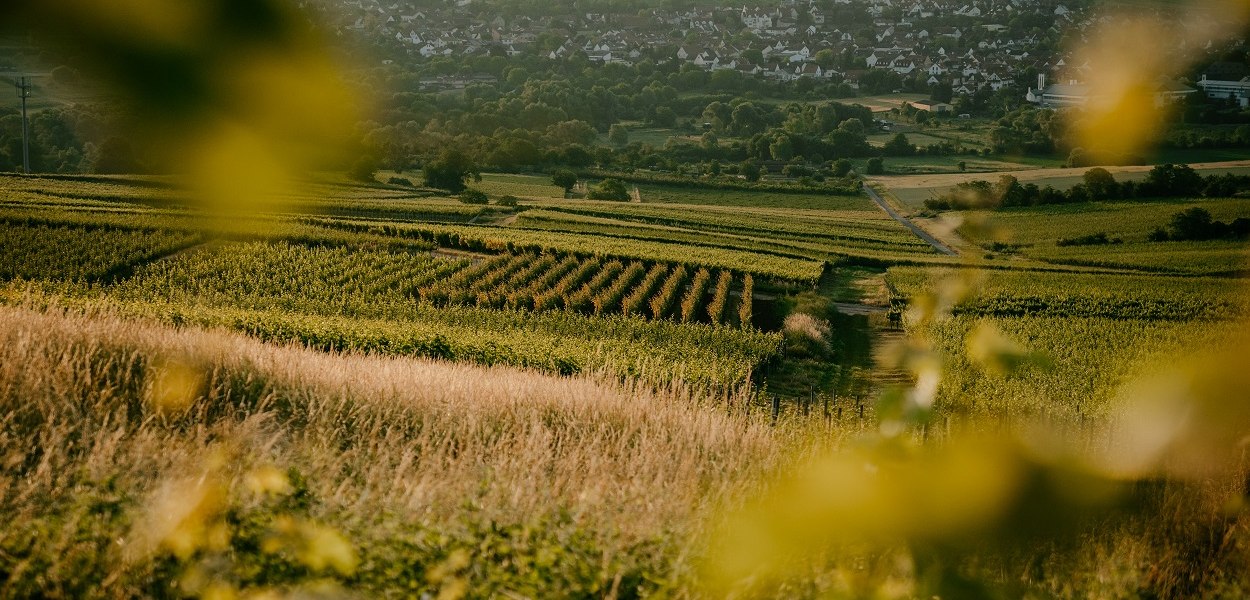 Weingut Finkenauer-Franz_Reben, © Weingut Finkenauer-Franz