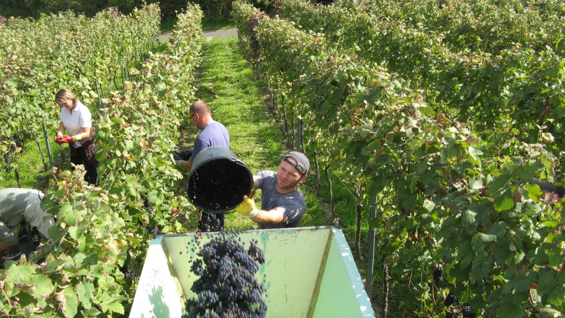 Weinlese im Schloßgut Schmitt Guntersblum, © Schloßgut Schmitt