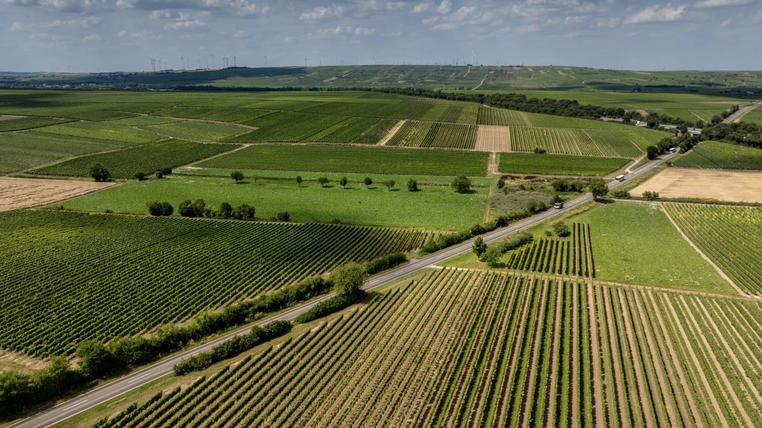 Gundheimer Hungerbiene, © Rheinhessenwein e.V., Torsten Silz