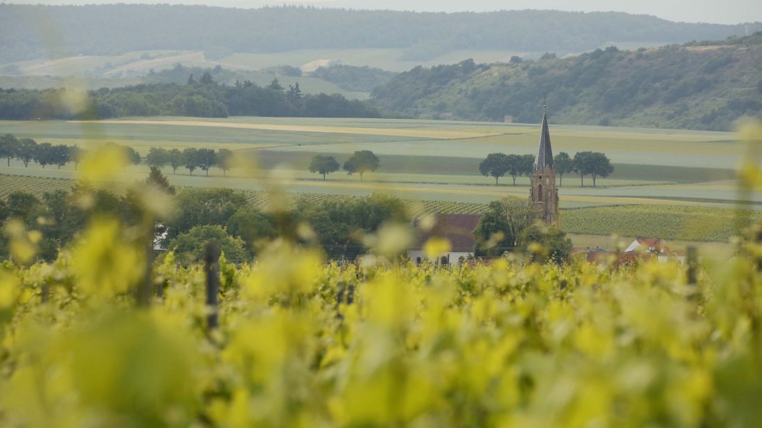 Weingut Steitz_Stein-Bockenheim 2, © Weingut Steitz