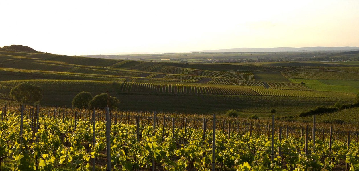 Weingut Uwe Spies_Weinberge, © Weingut Uwe Spies