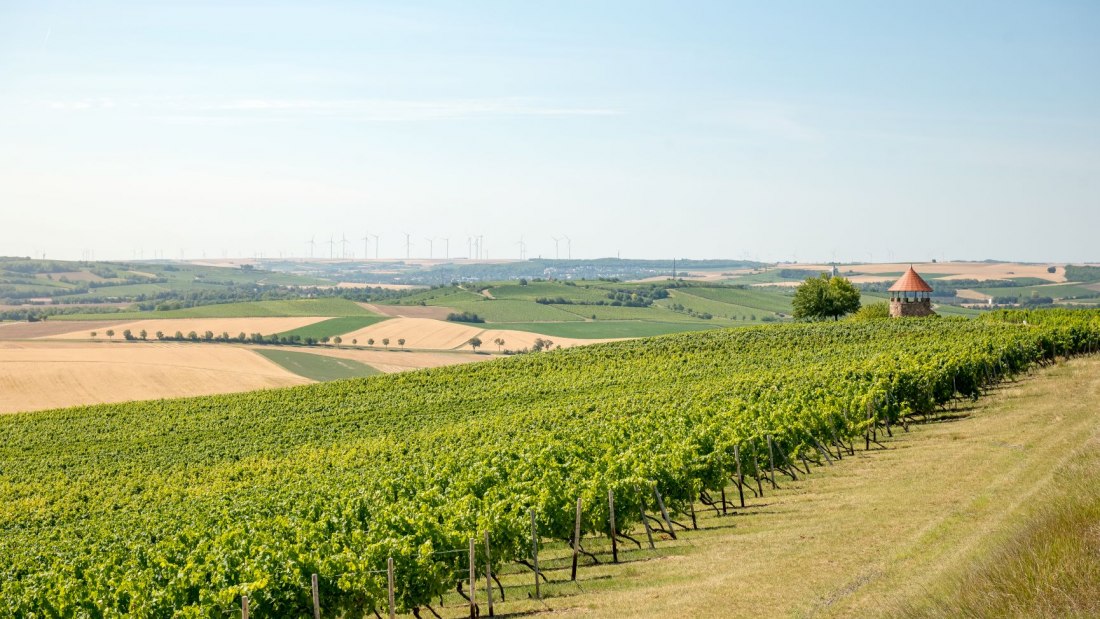 Weingut Schmitt_Weinreben 2, © Weingut Schmitt