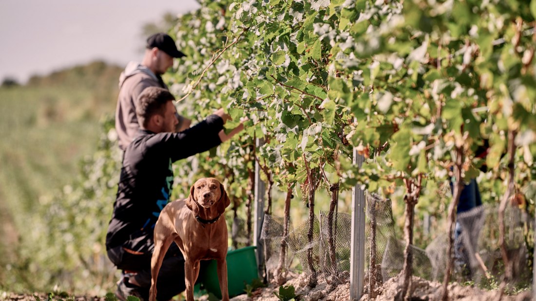 Weingut Sander_Laika bei der Arbeit, © Weingut Sander