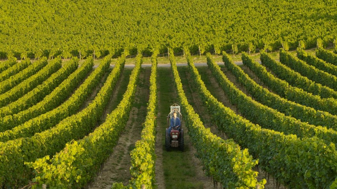 Weingut Baumann_Weinreben, © Weingut Baumann