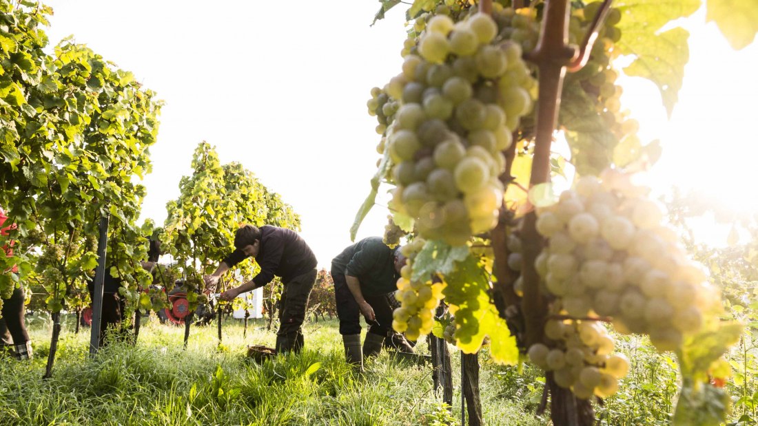 Weingut Freitag_Weinberg, © Weingut Freitag