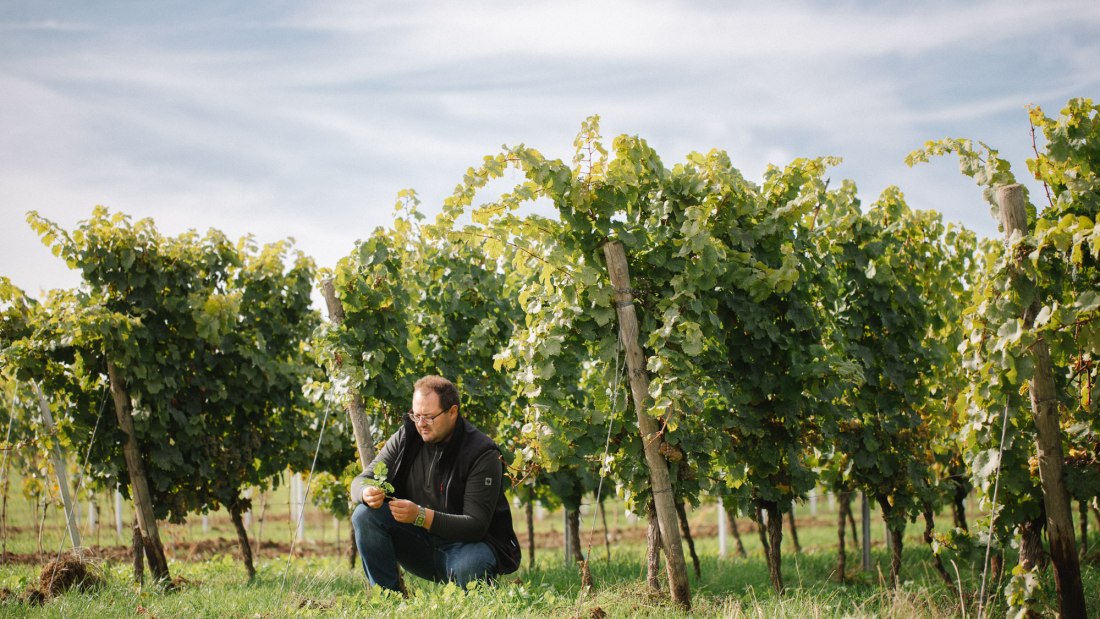 Weingut Müller-Oswald_Weinreben, © Weingut Müller-Oswald