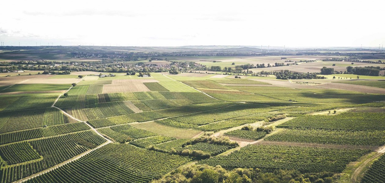 Weingut Schittler & Becker_Weinberge 2, © Weingut Schittler & Becker