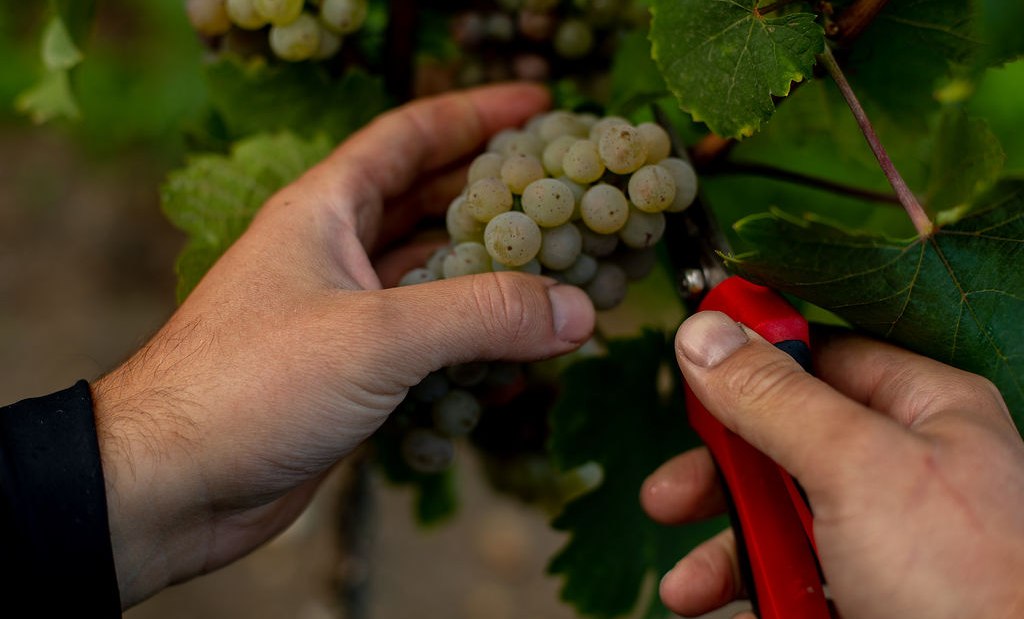 Weingut Binzel_Trauben, © Weingut Binzel