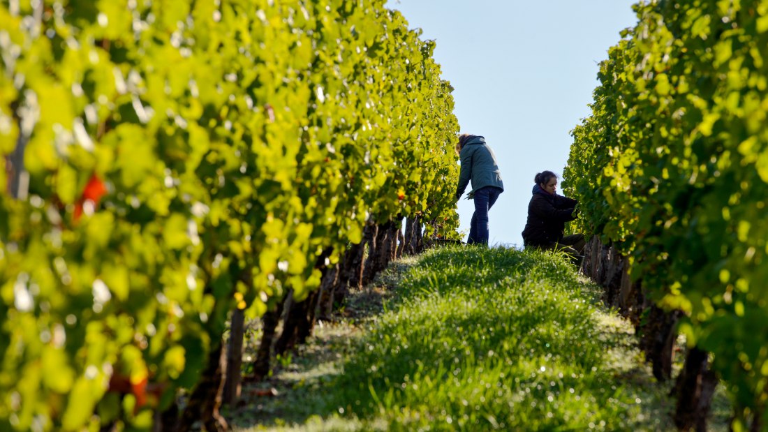 Weingut Georg Gustav Huff_Arbeit im Weinberg, © Weingut Georg Gustav Huff