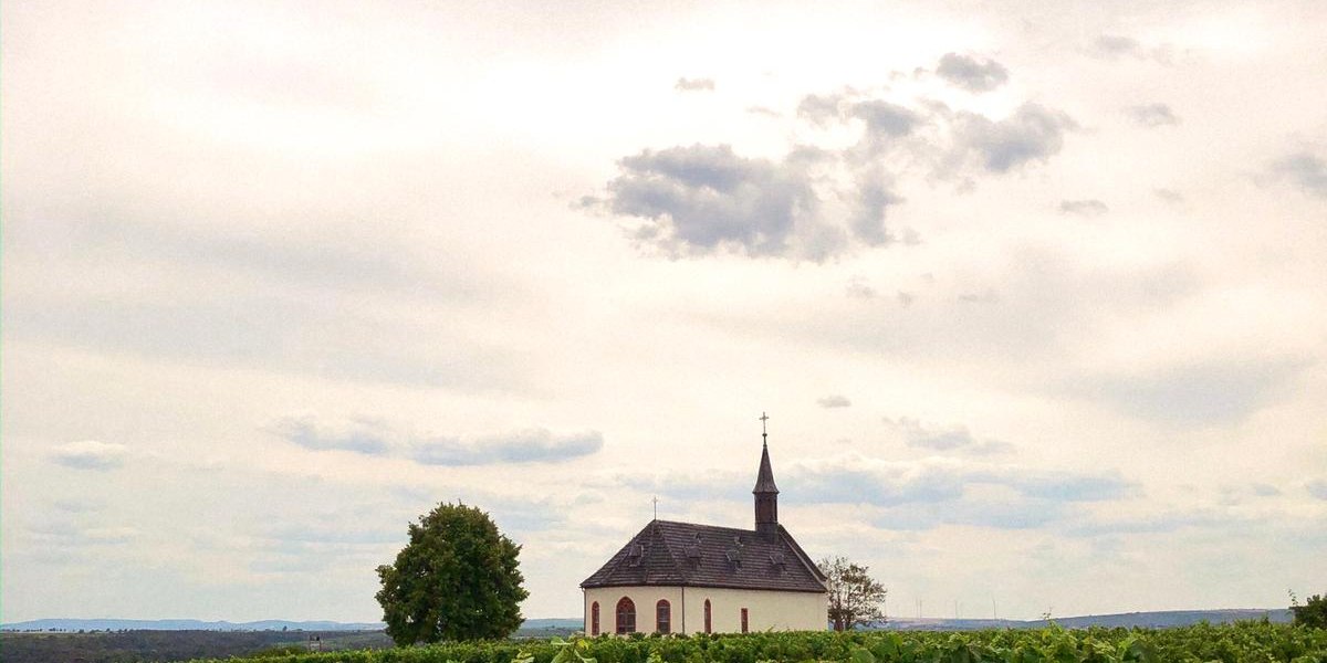 Weingut Boxheimerhof_Weinberg, © Weingut Boxheimerhof