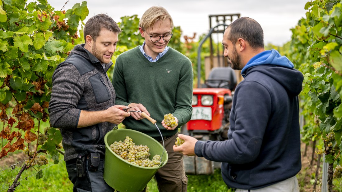 J. Trautwein feine Weine_Weinlese, © Fotografie Torsten Silz