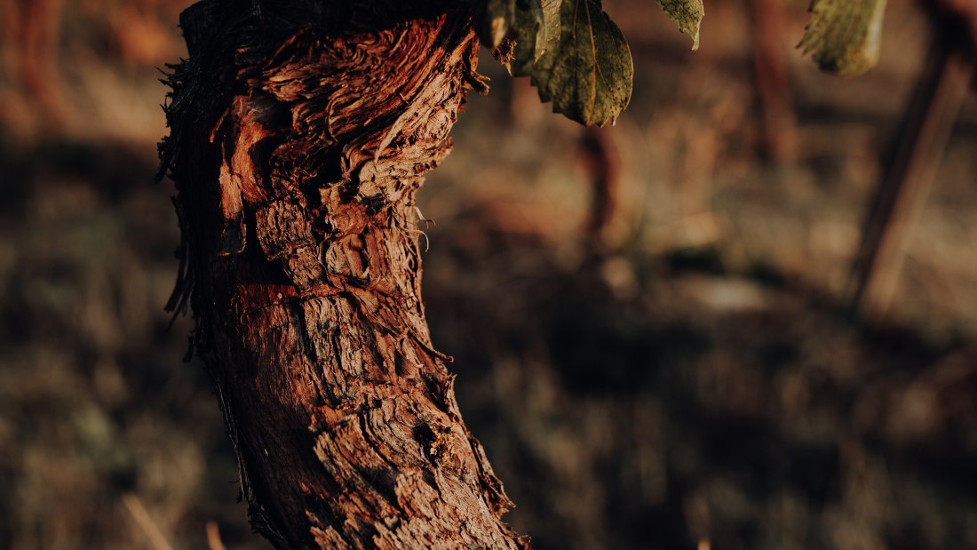 Weingut Bernhard_Rebstock, © Ines Barwig