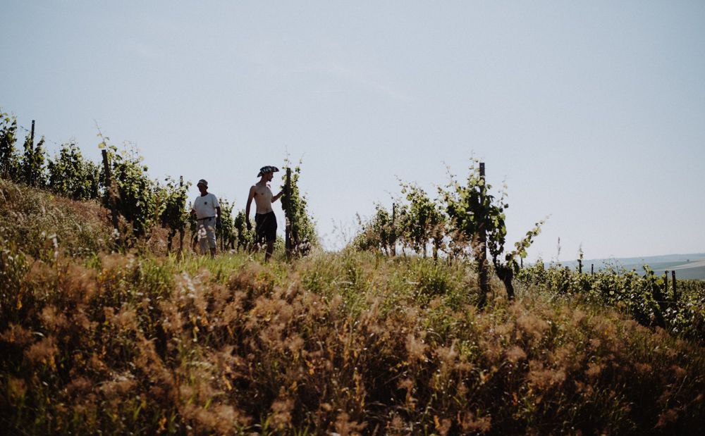 Weingut Braunewell_Weinberg, © Ines Barwig