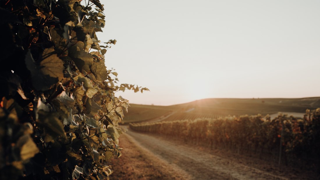 Weingut Bernhard_Weinreben Sonnenuntergang, © Ines Barwig